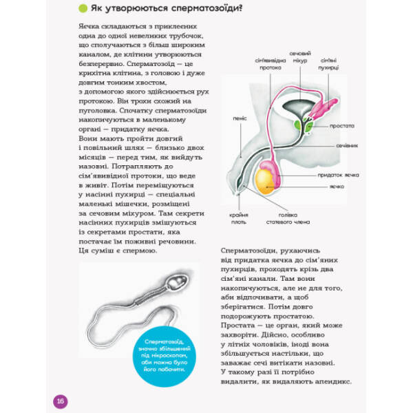 Для турботливих батьків. Енциклопедія статевого життя. 10-13 років