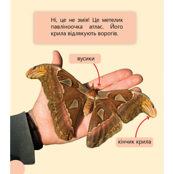 Фантастичні рослини і не тільки… Перше читання Non Fiction. Рівень 3