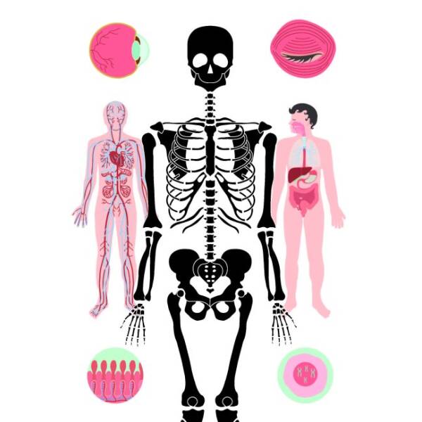 Тіло людини