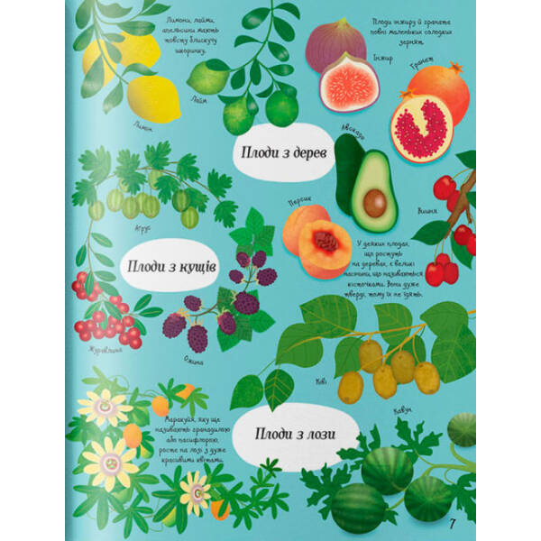 Усе починається з насіння… як росте їжа