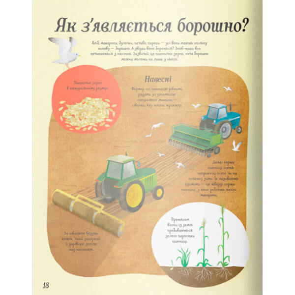 Усе починається з насіння… як росте їжа