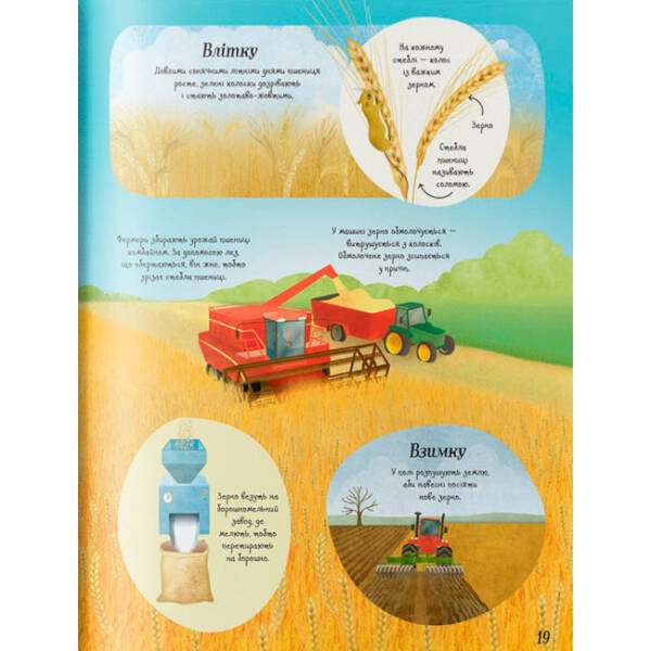 Усе починається з насіння… як росте їжа
