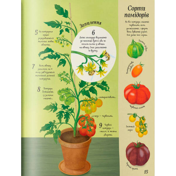 Усе починається з насіння… як росте їжа