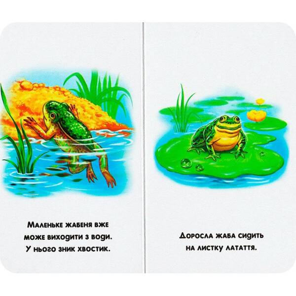 Бузкові книжки Що спочатку