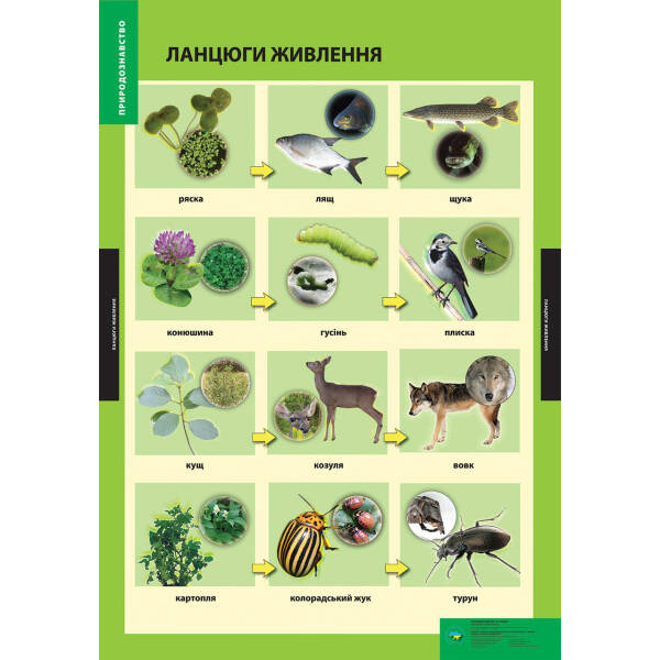 ПЛАКАТ Ланцюги живлення