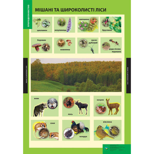 ПЛАКАТ Мішані та широколисті ліси